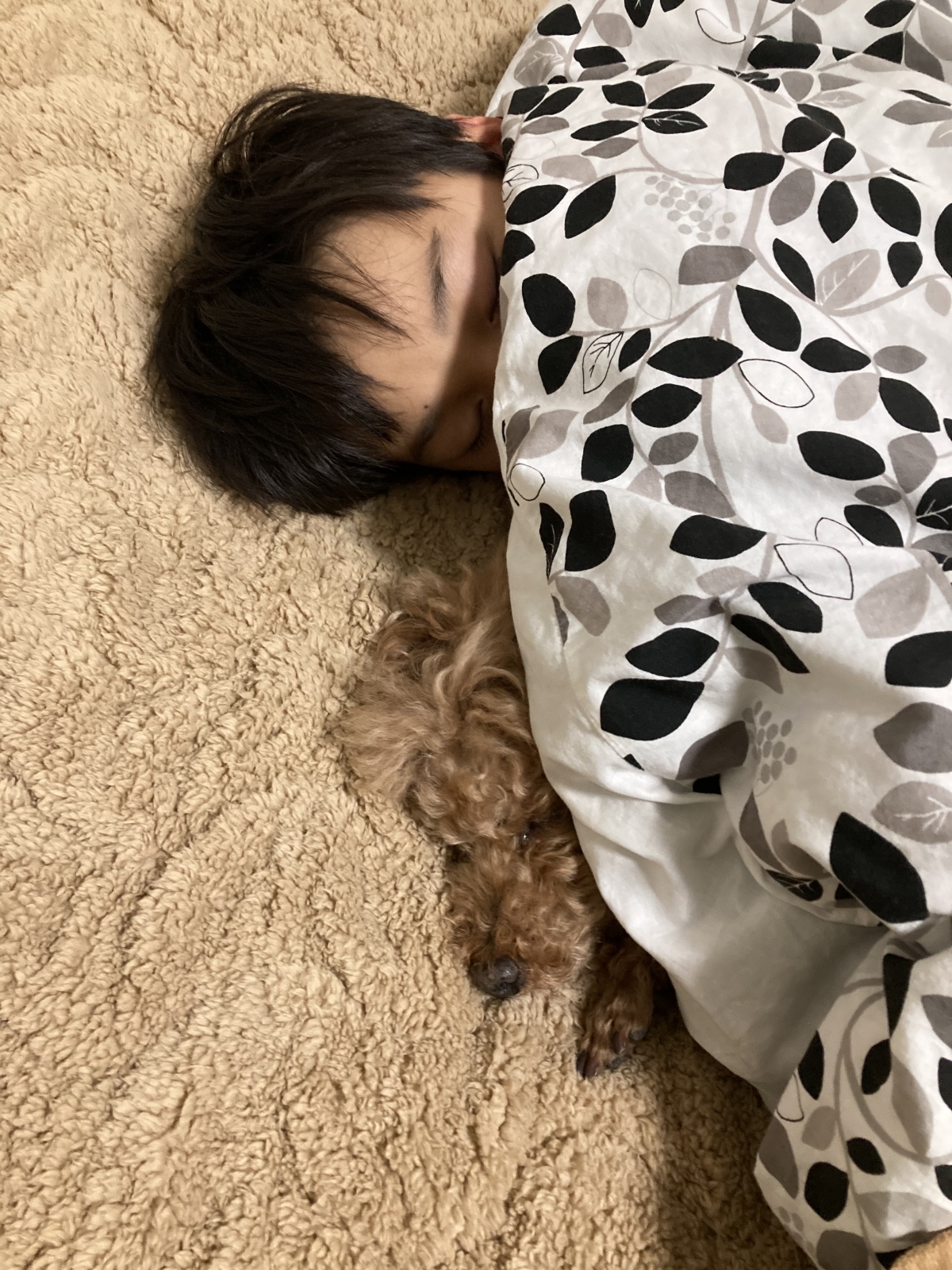 おやすみなさい トイプーげんたと日々のこと