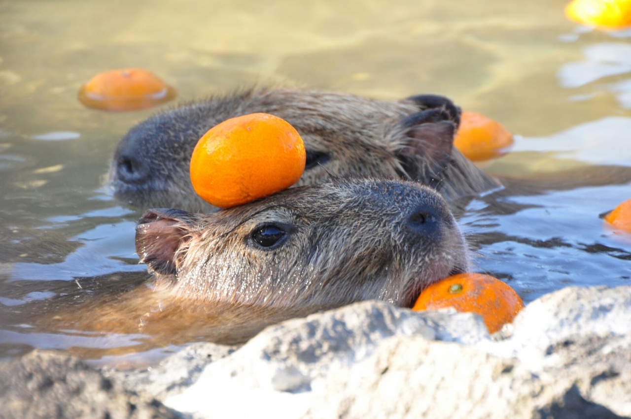 みかんカピバラ | RikuとMiuのつぶやき