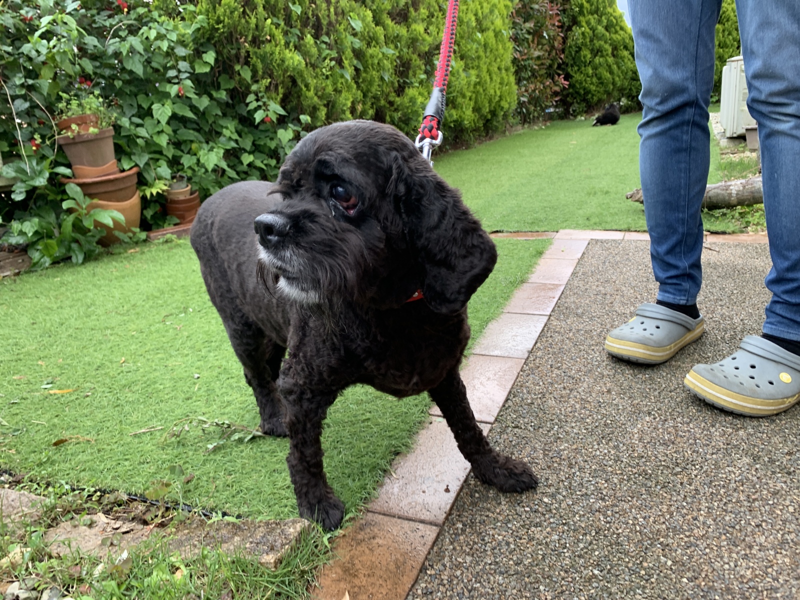 ラテ 家族募集中